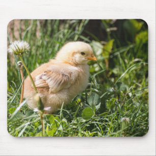 chick, chicken, poultry mouse pad