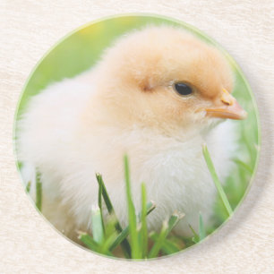 Chick Coaster