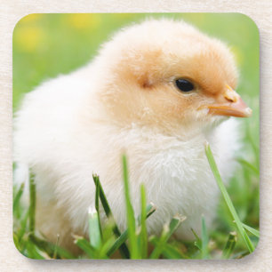 Chick Coaster
