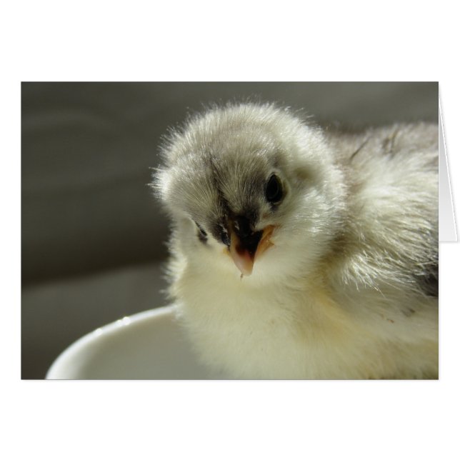 Chick Cochin Bleu, Blanc Toutes les Occassions (Devant horizontal)