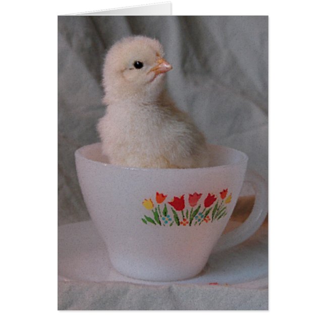 Chick en Teacup Vintage (Devant)
