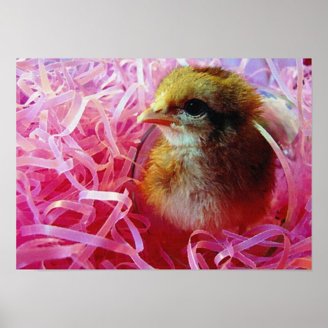 Chick in Wine Glass Poster (Front)