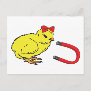 Chick Magnet funny lady's man Postcard