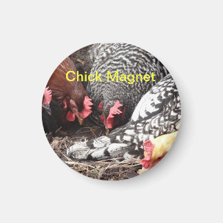 Chick Magnet - un groupe de poules colorées