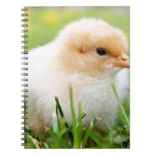 Chick Notebook