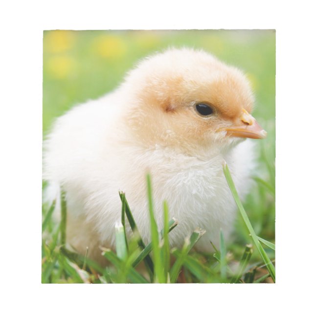 Chick Notepad (Front)