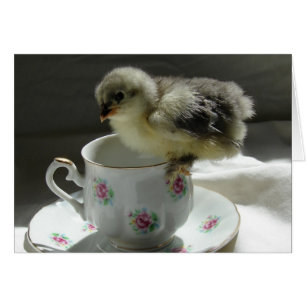 Chick on a Teacup