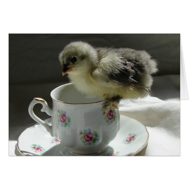 Chick on a Teacup (Front Horizontal)