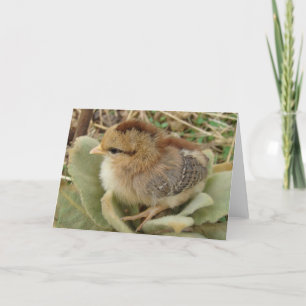 Chick on Fluffy Weed Leaves All Occasions Card