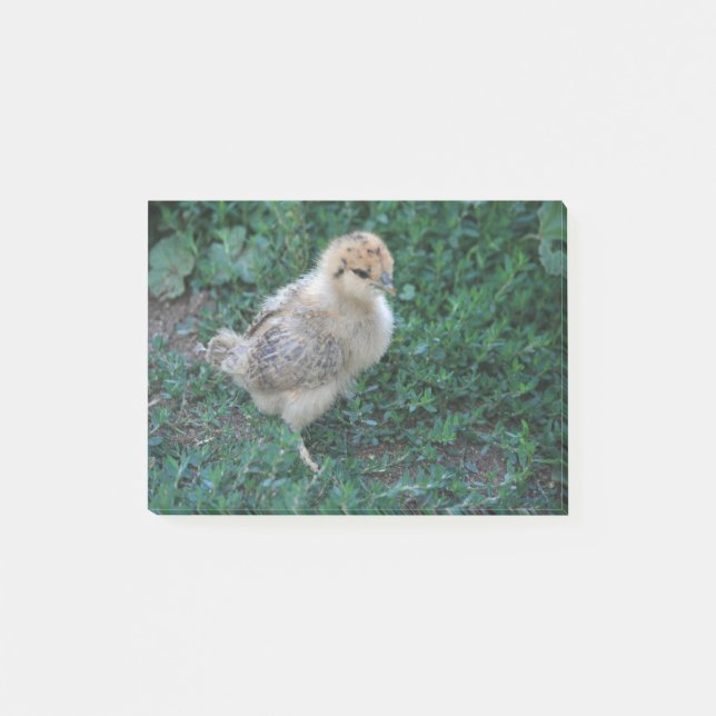 Chick Post-it Notes (Front)