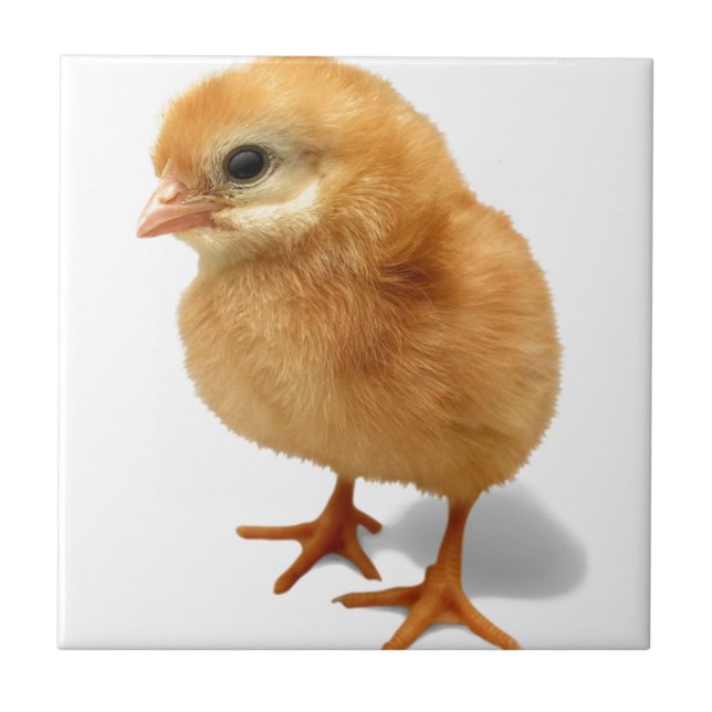 Chick Tile (Front)
