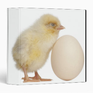 Chick with egg (2 days old) binder