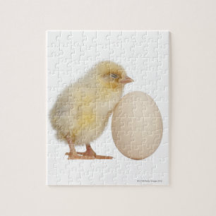 Chick with egg (2 days old) jigsaw puzzle