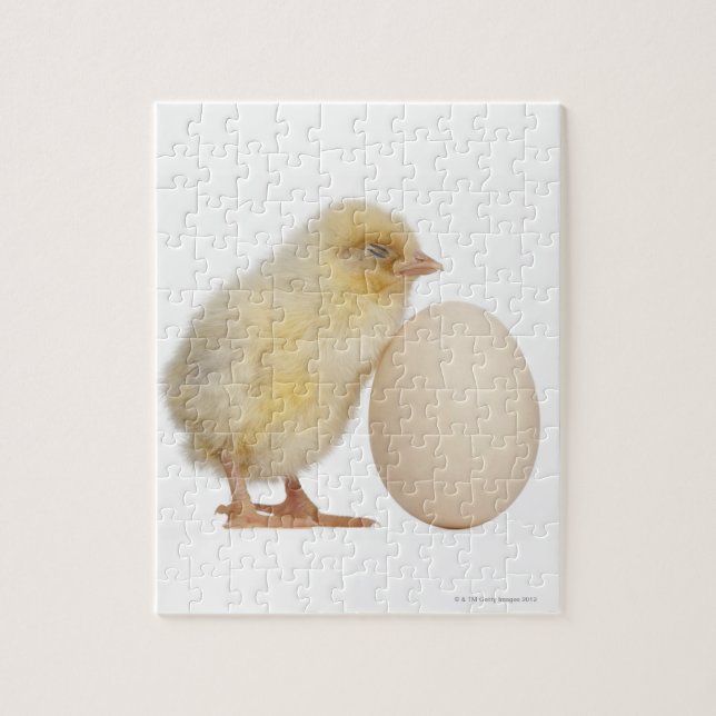 Chick with egg (2 days old) jigsaw puzzle (Vertical)