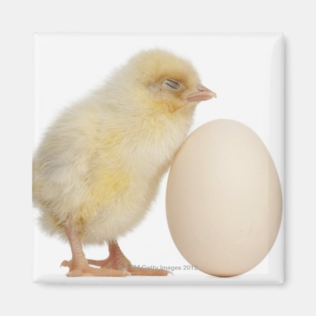 Chick with egg (2 days old) magnet (Front)