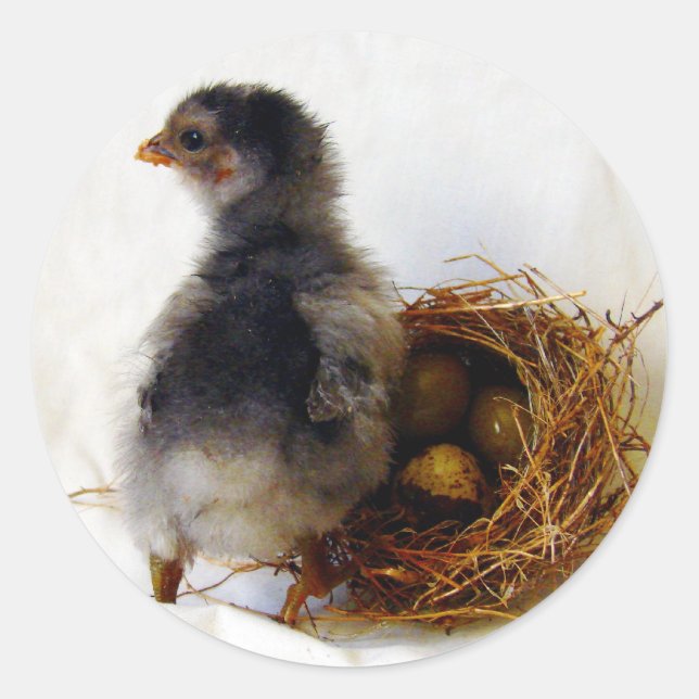 Chick With Nest Classic Round Sticker (Front)