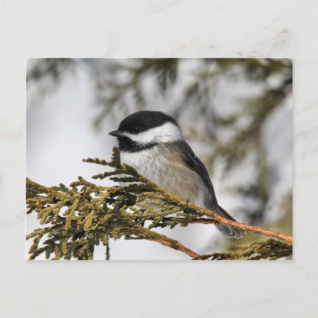 Chickadee_9505 Postcard (Front)