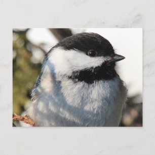 Chickadee 9693 postcard