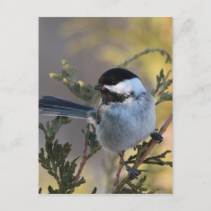 Chickadee_9695 Postcard