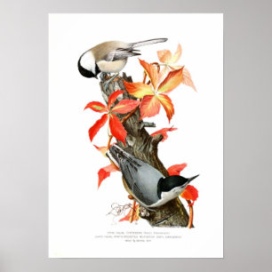 Chickadee and Nuthatch Poster