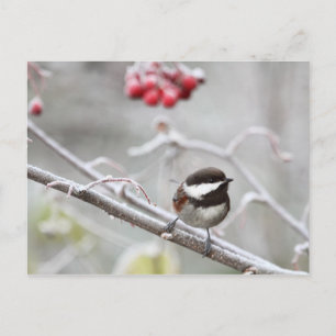 Chickadee and Red Berries in Winter Postcard