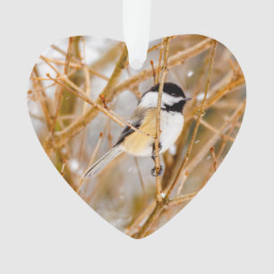 Chickadee au plafond noir - Photo originale