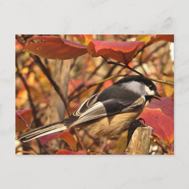 Chickadee Bird in Pink and Red Autumn Leaves Postcard (Front)