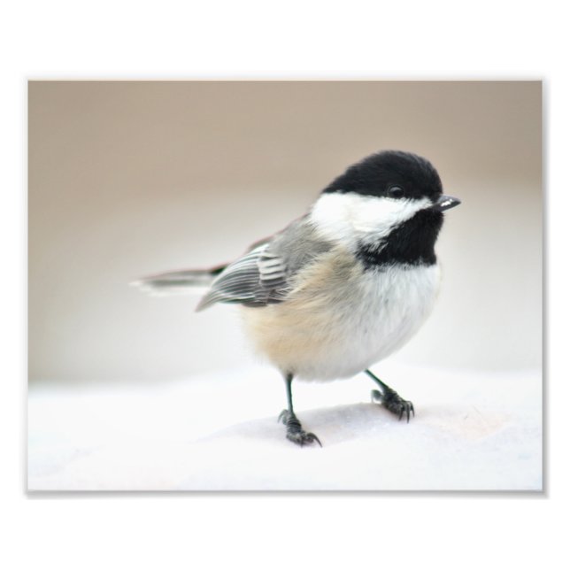 Chickadee close up photo print (Front)