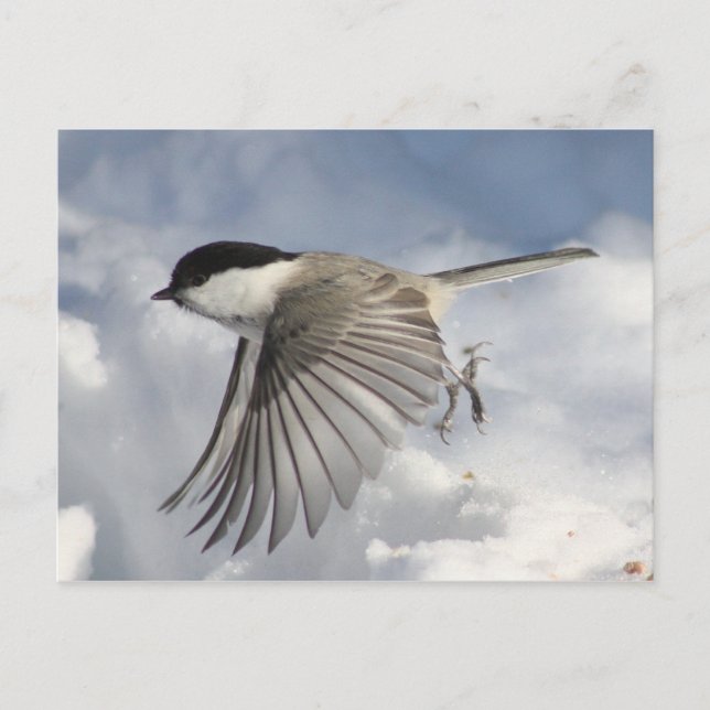 Chickadee en vol Carte postale (Devant)