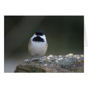 Chickadee Greeting Card