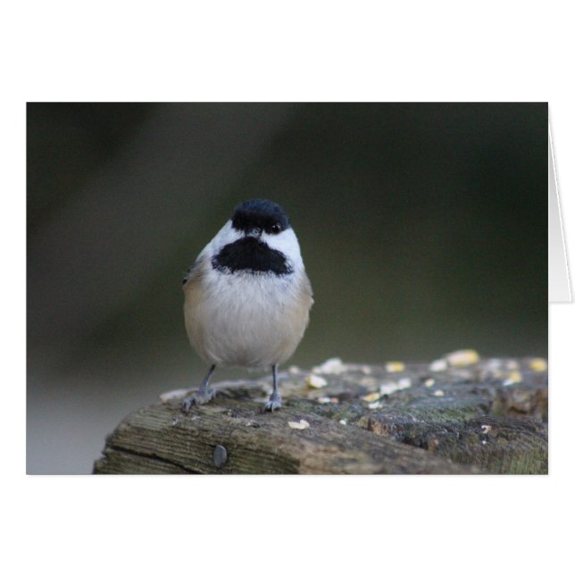 Chickadee Greeting Card (Front Horizontal)