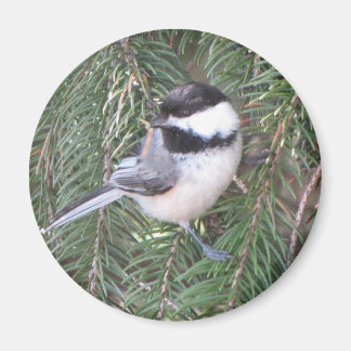Chickadee in a pine tree magnet