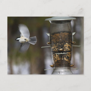 Chickadee In Flight Postcard