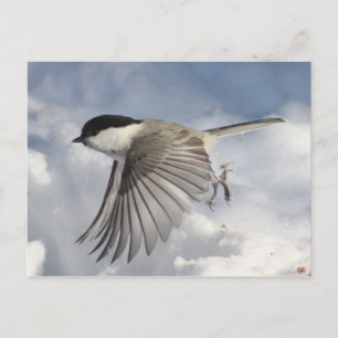 Chickadee in Flight Postcard