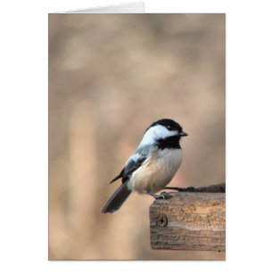 Chickadee in Golden Light