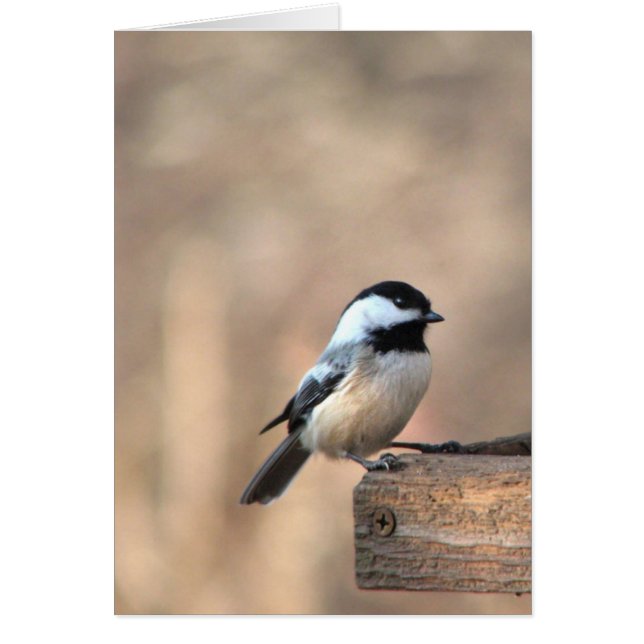 Chickadee in Golden Light (Front)