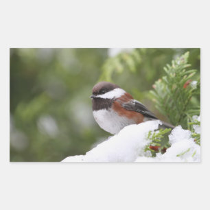 Chickadee in Snow on a Cedar Tree Sticker