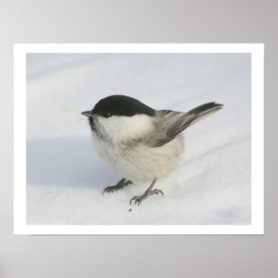 Chickadee in the Snow Poster