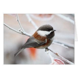 Chickadee in Winter