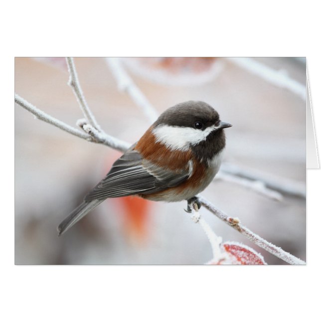 Chickadee in Winter (Front Horizontal)