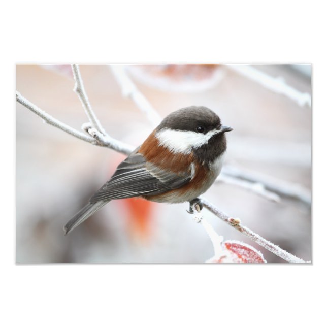 Chickadee in Winter Photo Print (Front)