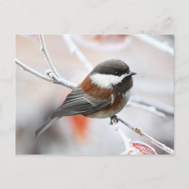 Chickadee in Winter Postcard (Front)
