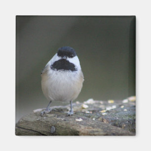 Chickadee magnet