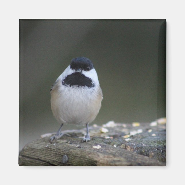 Chickadee magnet (Front)