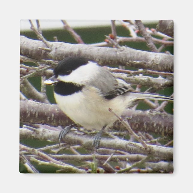 Chickadee Magnet (Front)