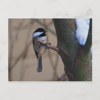 Chickadee Moment Postcard