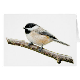 Chickadee on Branch