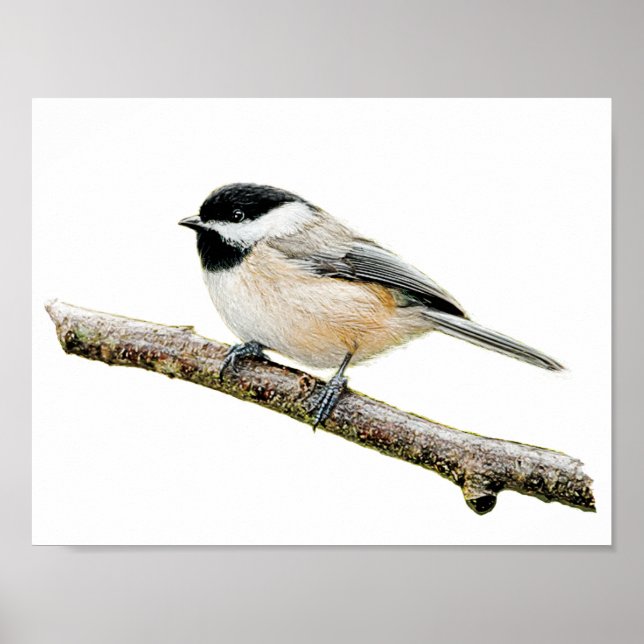 Chickadee on Branch Poster (Front)
