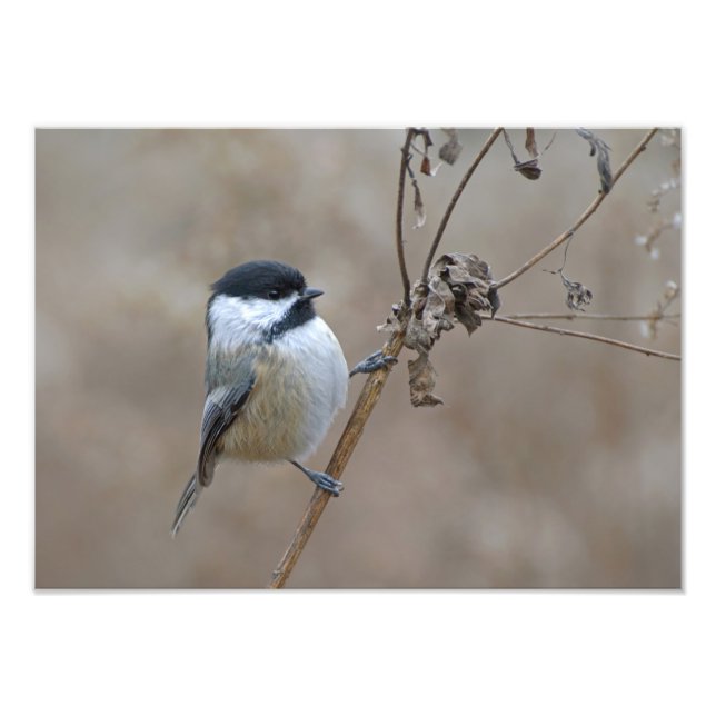 Chickadee on Dried Branch Soft Neutral Nature Photo Print (Front)