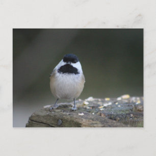 Chickadee Postcard